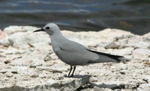 Hinaokū and manuohina (blue noddy)