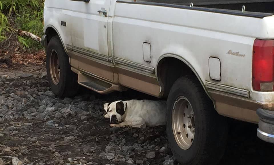 White 1995 F150 (Eddie Bauer Edition) - Big Island Thieves