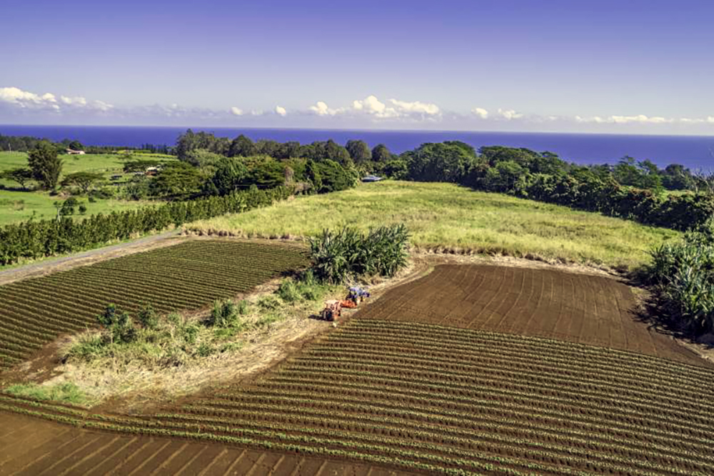 Hawaii Agricultural Programs Receive 430,600 from Federal Block Grant